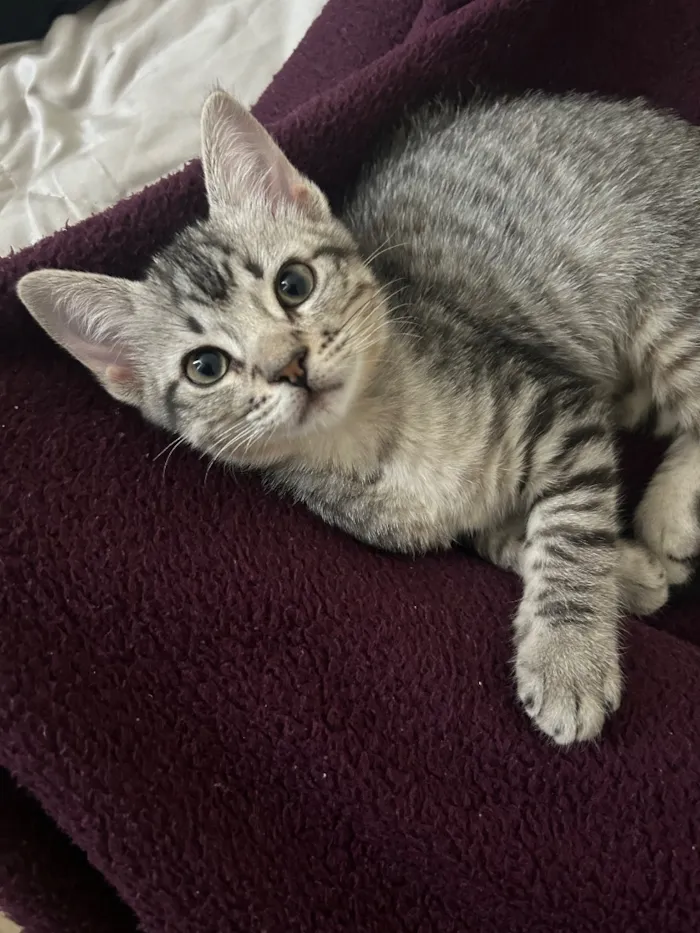 Gato raça SRD-ViraLata idade 2 a 6 meses nome Teco
