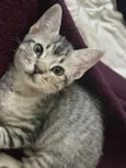 Teco