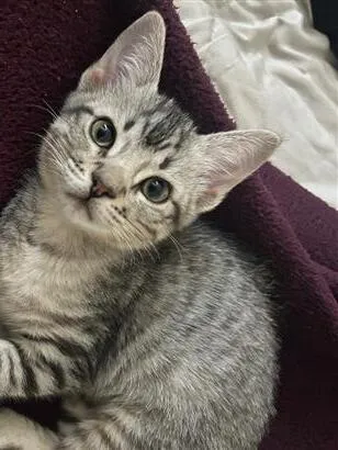 Gato raça SRD-ViraLata idade 2 a 6 meses nome Teco
