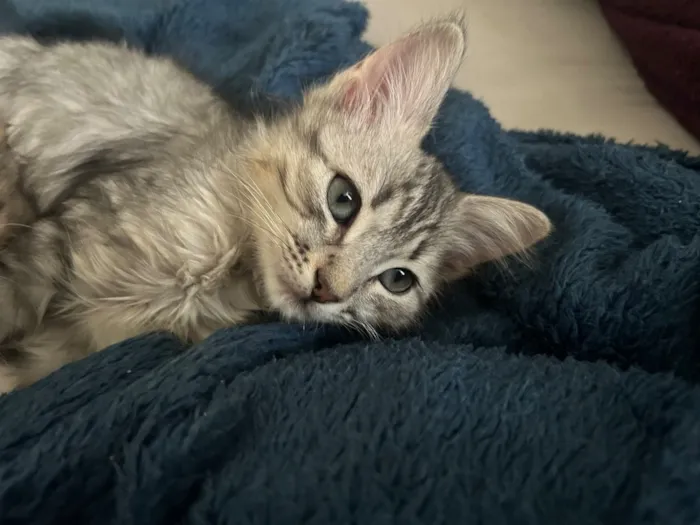 Gato raça SRD-ViraLata idade 2 a 6 meses nome Gatão