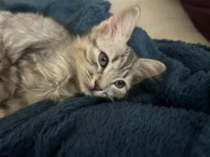 Gato raça SRD-ViraLata idade 2 a 6 meses nome Gatão