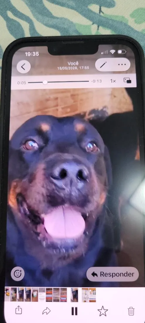 Cachorro raça Rottweiler idade 5 anos nome Pedrinho 