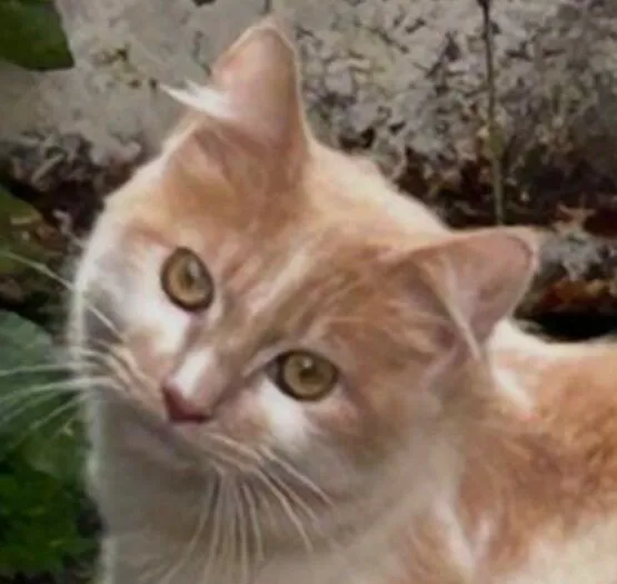 Gato raça SRD-ViraLata idade 1 ano nome Leon 