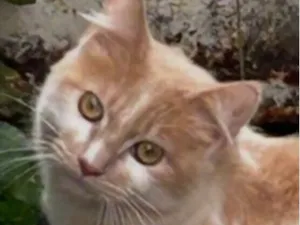 Gato raça SRD-ViraLata idade 1 ano nome Leon 
