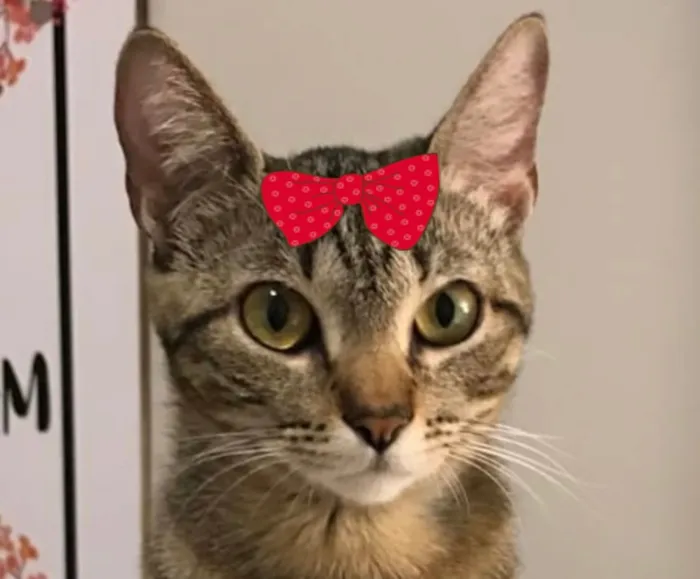 Gato raça SRD-ViraLata idade 5 anos nome Tina 