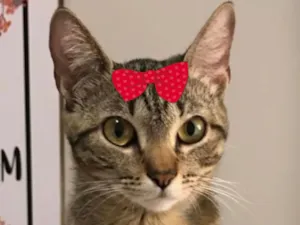 Gato raça SRD-ViraLata idade 5 anos nome Tina 