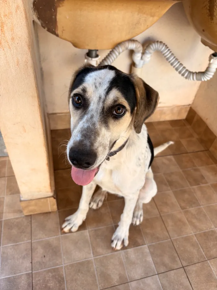 Cachorro raça SRD-ViraLata idade 1 ano nome Zé