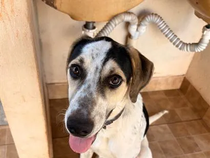 Cachorro raça SRD-ViraLata idade 1 ano nome Zé
