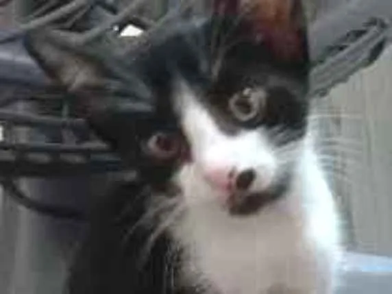 Gato raça SRD-ViraLata idade Abaixo de 2 meses nome Sem nome 