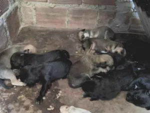 Cachorro raça SRD-ViraLata idade 2 a 6 meses nome filhotes de Pérola.