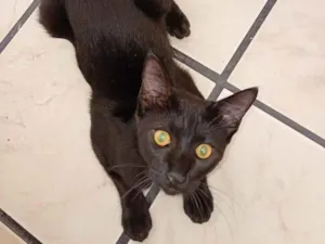 Gato raça SRD-ViraLata idade 1 ano nome Le lé