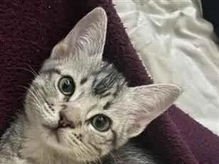 Gato raça SRD-ViraLata idade 2 a 6 meses nome Teco