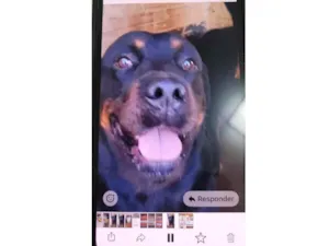 Cachorro raça Rottweiler idade 5 anos nome Pedrinho 