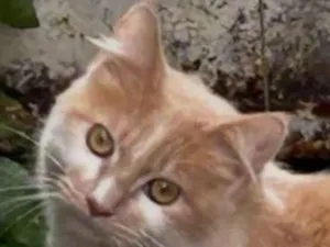 Gato raça SRD-ViraLata idade 1 ano nome Leon 