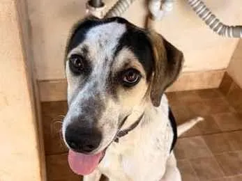 Cachorro raça SRD-ViraLata idade 1 ano nome Zé