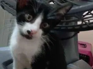 Gato raça SRD-ViraLata idade Abaixo de 2 meses nome Sem nome 