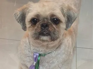Cachorro raça Shitzu idade 3 anos nome zeca