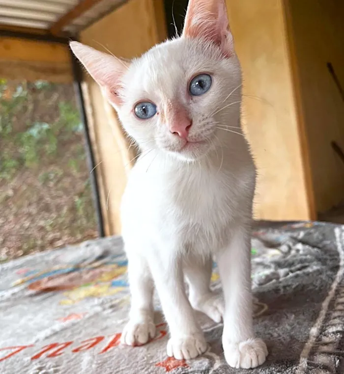 Gato raça SRD-ViraLata idade 2 a 6 meses nome Shiva