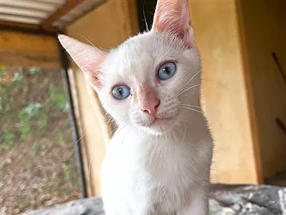 Gato raça SRD-ViraLata idade 2 a 6 meses nome Shiva