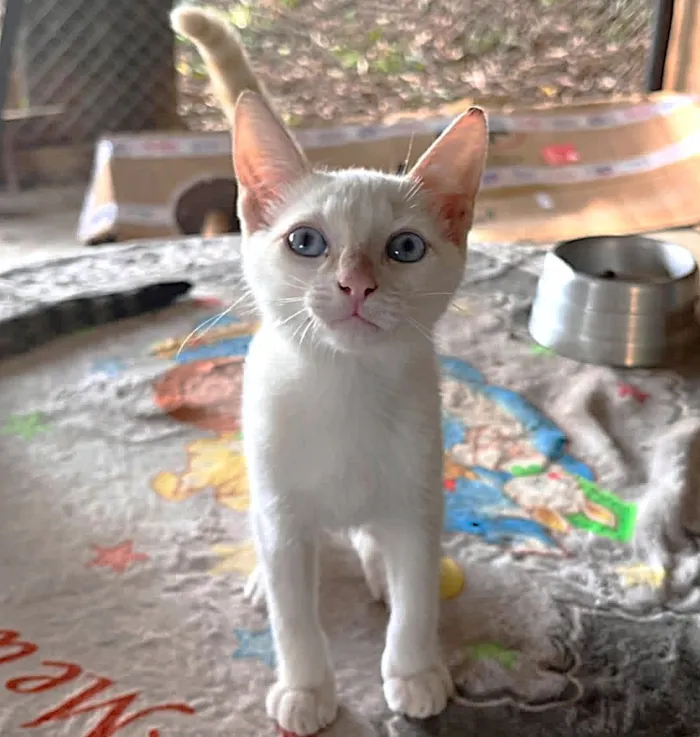 Gato raça SRD-ViraLata idade 2 a 6 meses nome Shiva