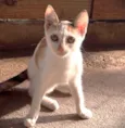 Sara