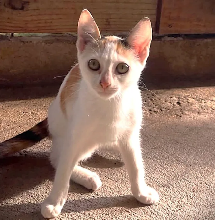 Gato raça SRD-ViraLata idade 2 a 6 meses nome Sara