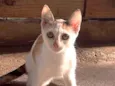 Sara