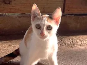 Gato raça SRD-ViraLata idade 2 a 6 meses nome Sara
