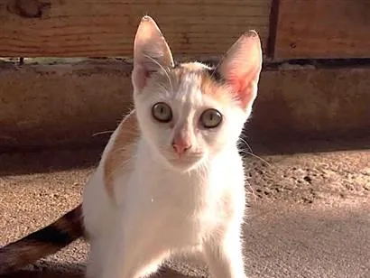 Gato raça SRD-ViraLata idade 2 a 6 meses nome Sara
