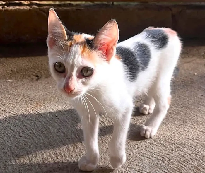 Gato raça SRD-ViraLata idade 2 a 6 meses nome Sara