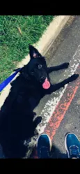 Apollo