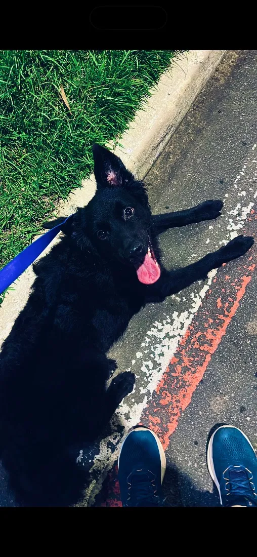 Cachorro raça SRD-ViraLata idade 7 a 11 meses nome Apollo