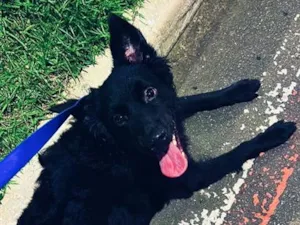 Cachorro raça SRD-ViraLata idade 7 a 11 meses nome Apollo