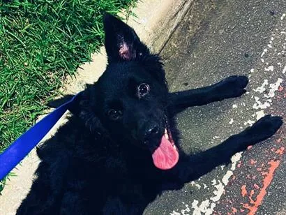Cachorro raça SRD-ViraLata idade 7 a 11 meses nome Apollo