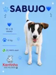 Sabujo