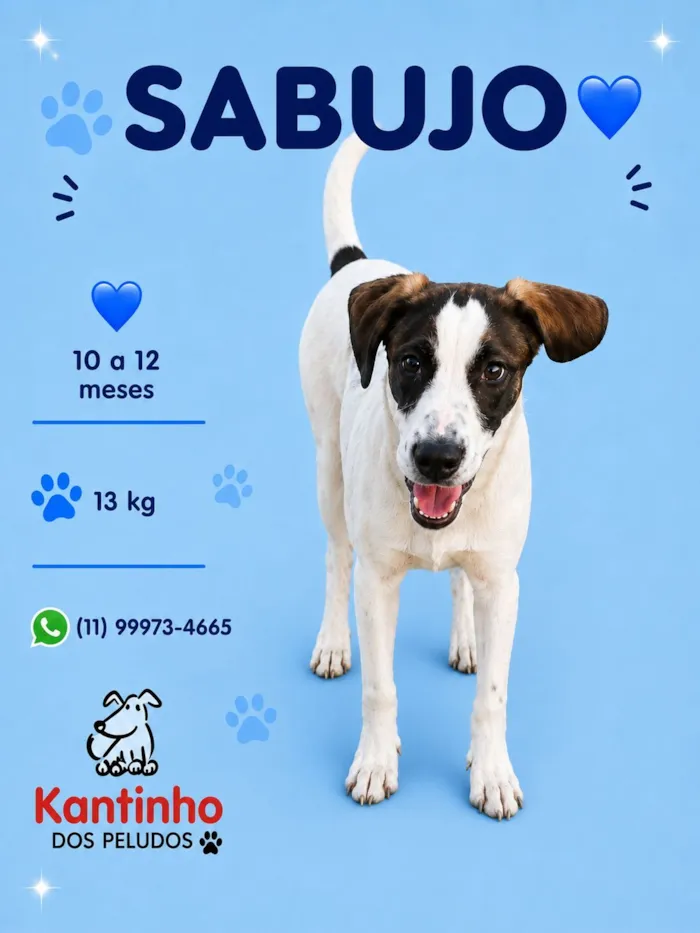 Cachorro raça SRD-ViraLata idade 7 a 11 meses nome Sabujo