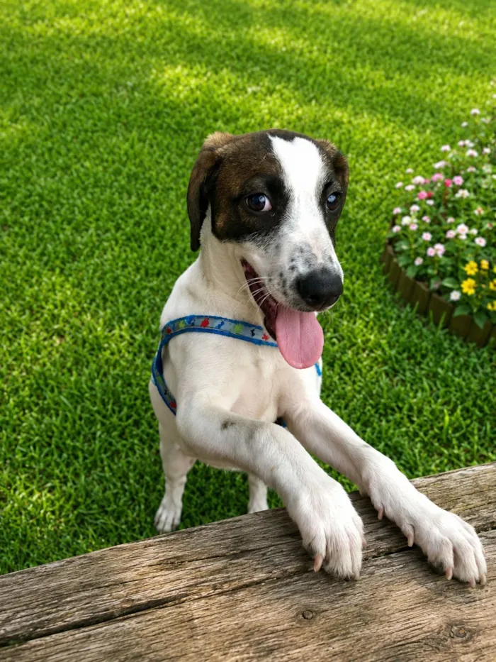 Cachorro raça SRD-ViraLata idade 7 a 11 meses nome Sabujo