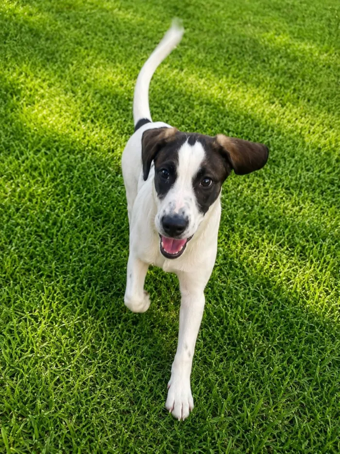 Cachorro raça SRD-ViraLata idade 7 a 11 meses nome Sabujo