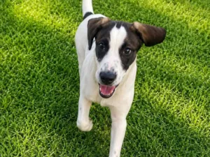 Cachorro raça SRD-ViraLata idade 7 a 11 meses nome Sabujo