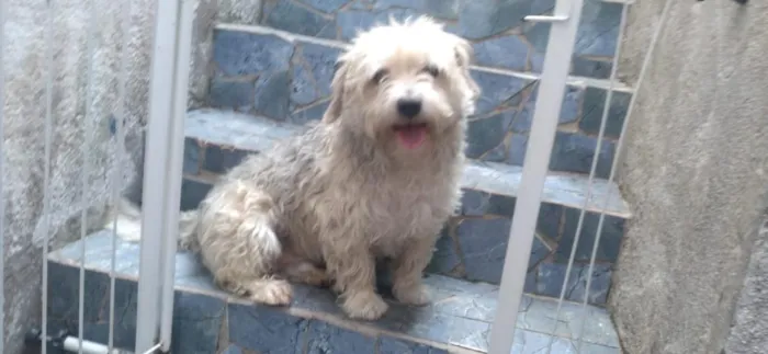 Cachorro raça Poodle idade 5 anos nome Thor