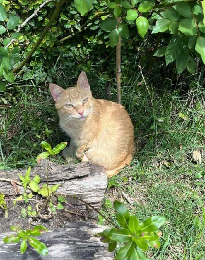 Gato raça SRD-ViraLata idade 2 anos nome Chuck