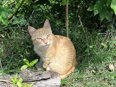 Gato raça SRD-ViraLata idade 2 anos nome Chuck