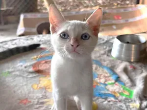 Gato raça SRD-ViraLata idade 2 a 6 meses nome Shiva