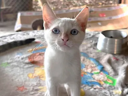 Gato raça SRD-ViraLata idade 2 a 6 meses nome Shiva