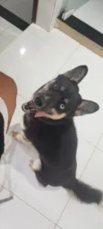 Apollo