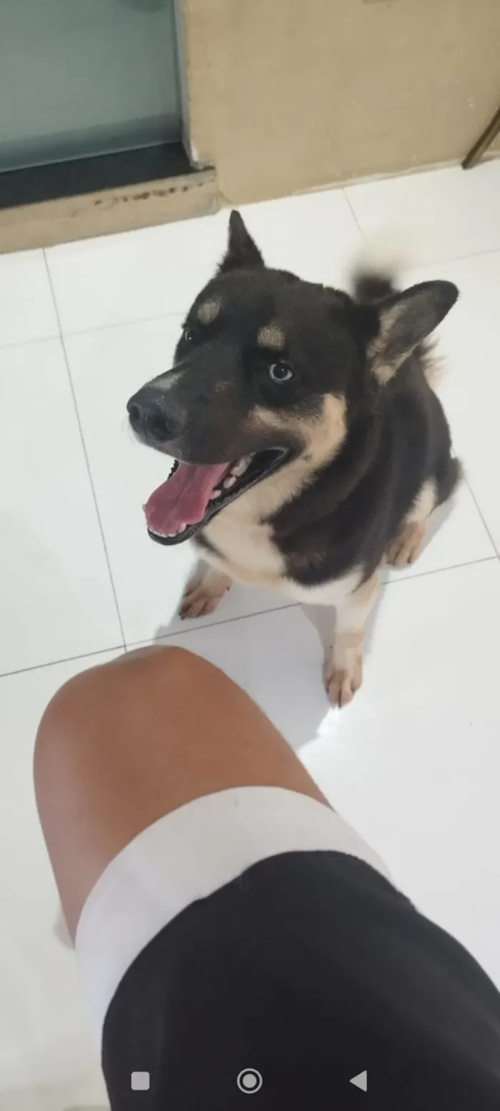 Cachorro raça Husky Siberiano idade 3 anos nome Apollo