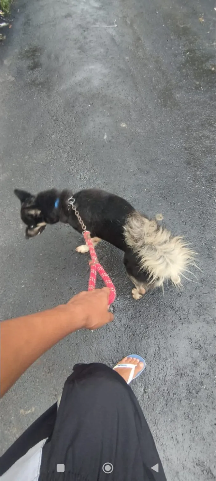 Cachorro raça Husky Siberiano idade 3 anos nome Apollo
