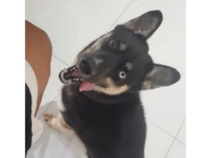 Cachorro raça Husky Siberiano idade 3 anos nome Apollo