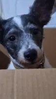 Bob