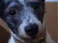 Bob